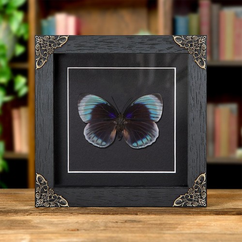 Female agrias butterfly - female,