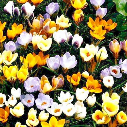 Mixed crocus species - mixed,