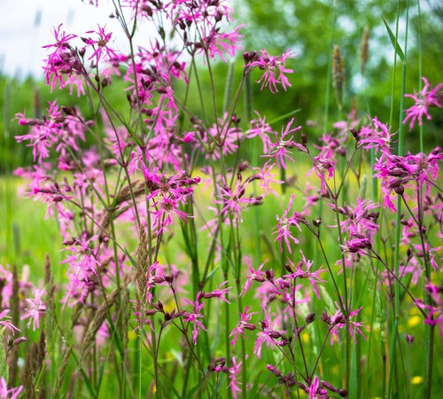 Lychnis flos cuculi ragged - lychnis, (ragged