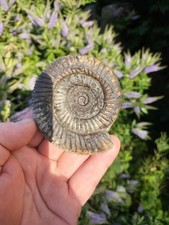  large Dactylioceras SP