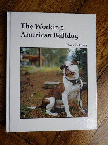 Working american bulldog - american,