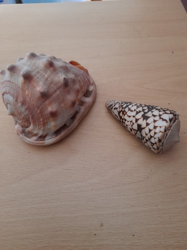 Vintage red helmet snail - vintage, 10cm