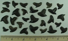 25 - Fossilized Tiger Shark