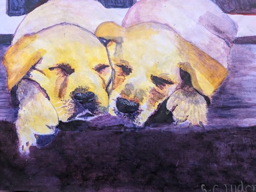 Sleeping yellow labrador - sleeping,
