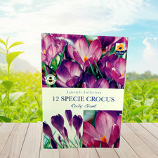 🌸 12 Specie Crocus Ruby Giant Bulbs | Early Spring Flowering | Purple Blooms