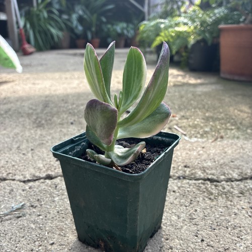 Crassula ovata variegata - (crassula,