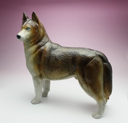 Siberian husky red copper - siberian,