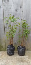 Silver Birch Trees 50/70cm -