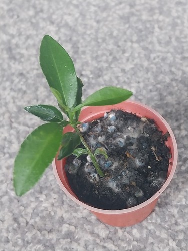 Young lemon citrus fruit - young, plant