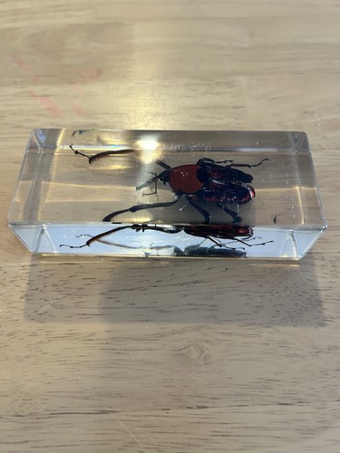 National geographic bugs - national,