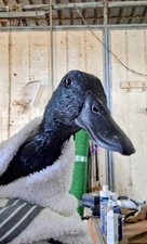 Purebred exibition Cayuga duck