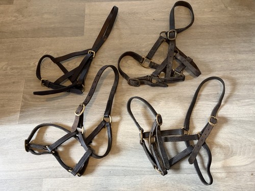 Bundle foal leather - of,