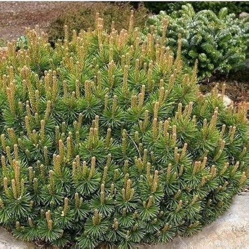 Dwarf mountain pine 2litre - pine.,