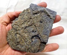 Detailed crinoid fossil in