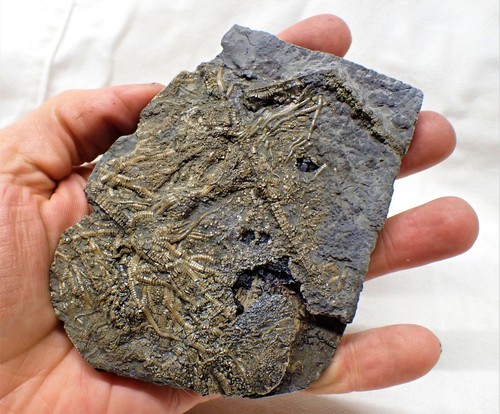 Detailed crinoid fossil - , in