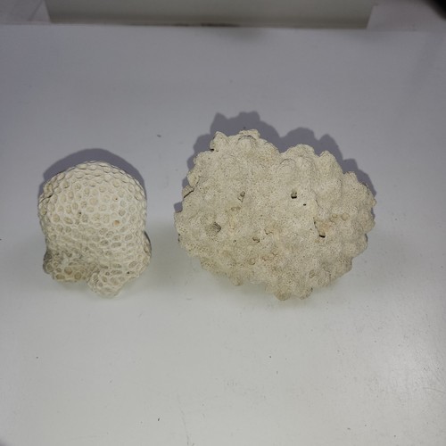Natural white ivory brain - white,