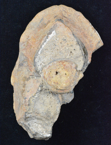 Allosaurus vertebra morrison - vertebra,,