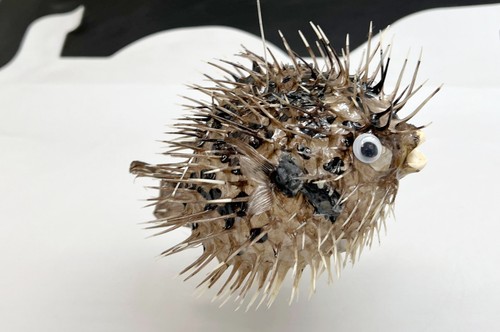 Real dried blowfish - blowfish, (porcupine