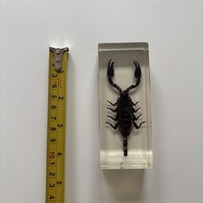 Unique Real Scorpion Heterometrus Spinifer in Clear Acrylic Resin Taxidermy