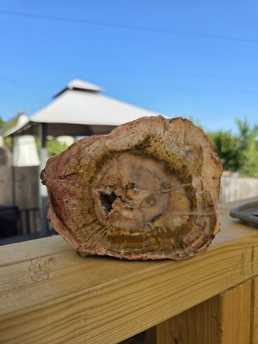 Stunning large 700g petrified - 700g,