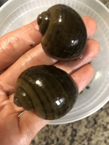 Mystery snails asian - 2,