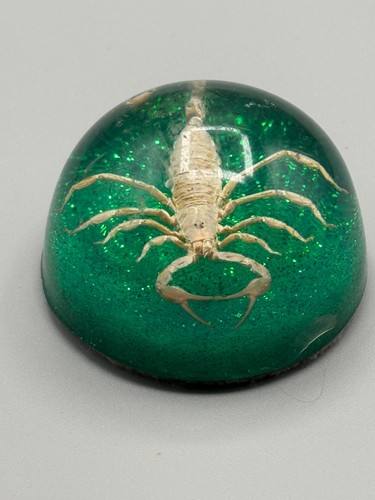 Encased scorpion insect - encased,
