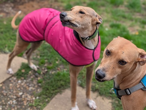 Greyhound lurcher winter - lurcher,