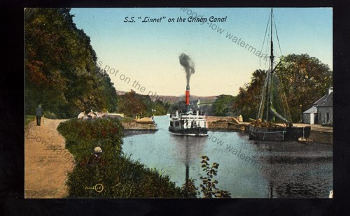 F2988 ferry linnet - -,