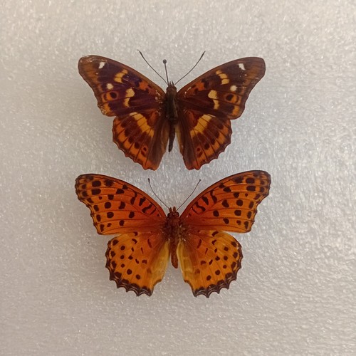 Lesser purple emperor - purple,
