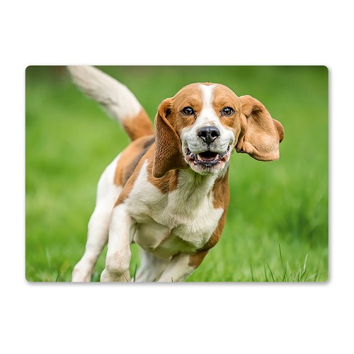 Metal wall sign dogs - wall,