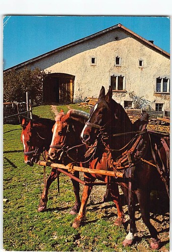 Postcard freiberger horses - freiberger,