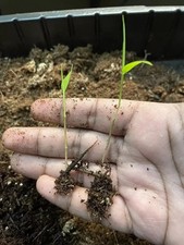 500+ MOSO Bamboo Seeds. Giant