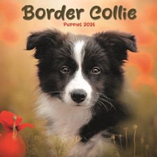 Border Collie Puppies Square Mini Calend (Calendar)