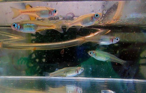 Young breeding pair signifer - young,