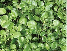 Salad - Watercress - 6000 Seeds - Vegetable