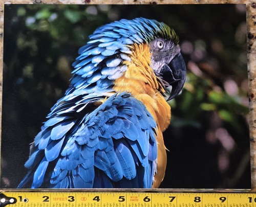 Beautiful blue gold macaw - blue, &