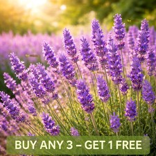 English Lavender Seeds 600 |