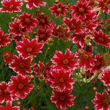Coreopsis Verticillata