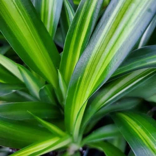Spider plant hawaiian - spider,