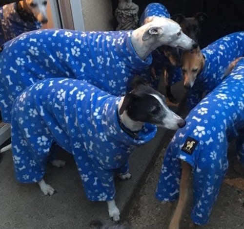 Aquamatdog lah dah - aquamatdog/lah, dog