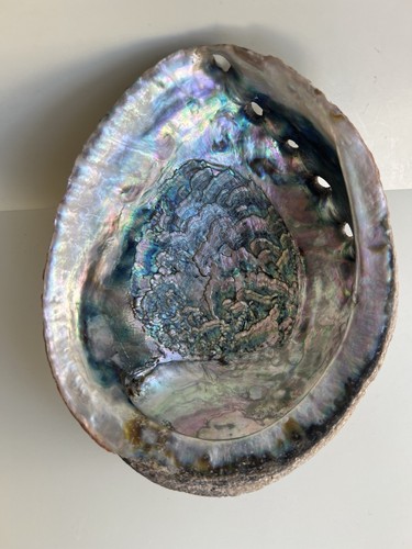 Large natural abalone shell - abalone,