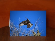 Red-Tailed Hawk - A5 Photography Greeting Card