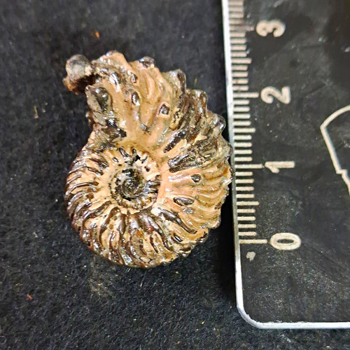 Euhoplites ammonite - euhoplites,