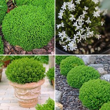 Hebe Shrub Plant Emerald Gem