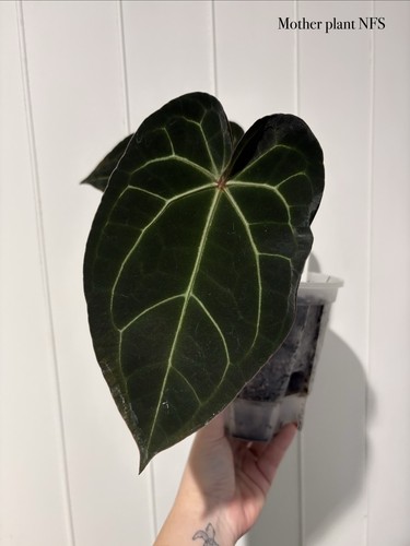 Anthurium ace purple s1 - of,