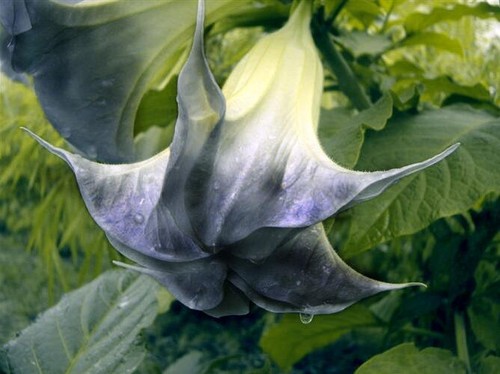 100 black white datura seeds - black,