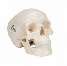 3B Scientific Anatomical Mini