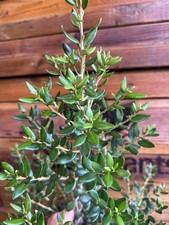 Extra Large Olearia Haastii