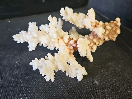 Vintage natural white coral - vintage,