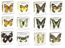 Real Insect Butterfly Moth Paperweight Specimen Taxidermy